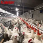 Línea de alimentación automática de la cadena del sistema agrícola del alimentador del pollo del criador de las aves de corral - Sistema de alimentación de aves de corral de cría - foodmachtech